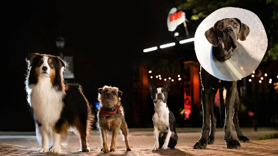 Strays (2023) review