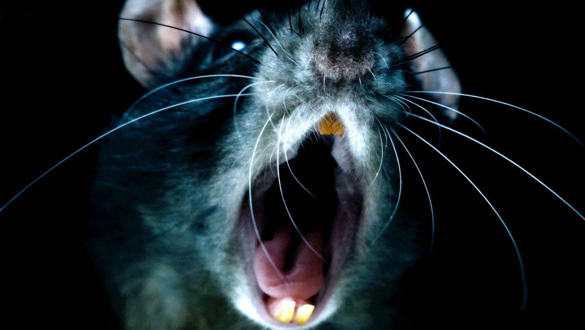Rats (2016) review
